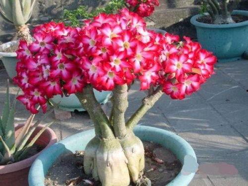 娱乐吃瓜酱沙漠玫瑰