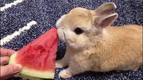 兔子吃瓜娱乐,揭秘娱乐圈的趣味瞬间