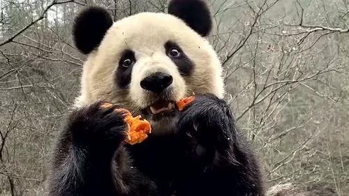 娱乐吃瓜大熊猫视频