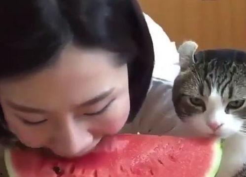 娱乐吃瓜小猫咪,揭秘娱乐圈那些事儿