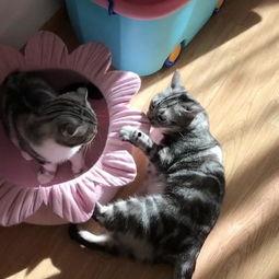 吃瓜喵娱乐,揭秘娱乐圈幕后故事，带你领略明星真实生活